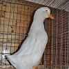 Deutsche Pekingente
